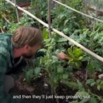 The woman's garden has been repeatedly raided by visitors coming to a neighbor's free farm stand