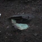 3,200-Year-Old Bronze Armor Discovered in Czech Republic