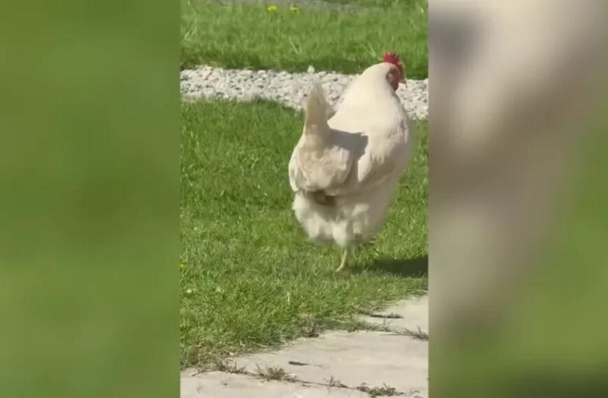 Florida woman faces felony charges after alleged mace-wielding bear attacks chicken on road