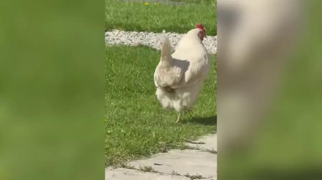 Florida woman faces felony charges after alleged mace-wielding bear attacks chicken on road