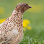 Japanese Quail: The Bird With Bizarre Semen Foam, a Post-Sex Walk, and a Place in Space History