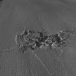 Massive Hidden Flood Breaks Surface of Greenland Ice Sheet