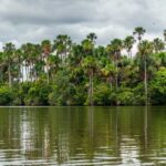 Amazon Peatlands Stop Absorbing Carbon. What Does That Mean?