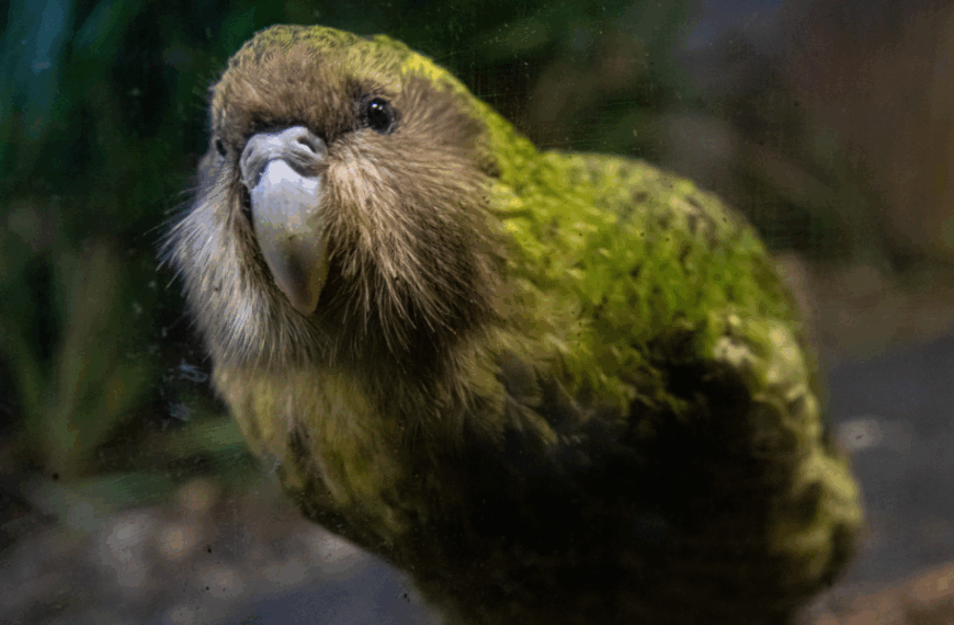 Kakapo: The Fat Parrot That Can Live Almost 100 Years