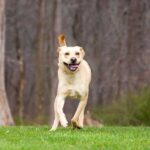 Why Dogs Have 'Zoomi Attacks', According to a Vet, and What Triggers Them