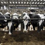 Raw milk containing salmonella has sickened 170 people in five states, mostly children.