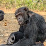 Chimps are breaking the fashion trend of putting grass in their ears – and butts