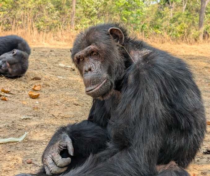 Chimps are breaking the fashion trend of putting grass in their ears – and butts