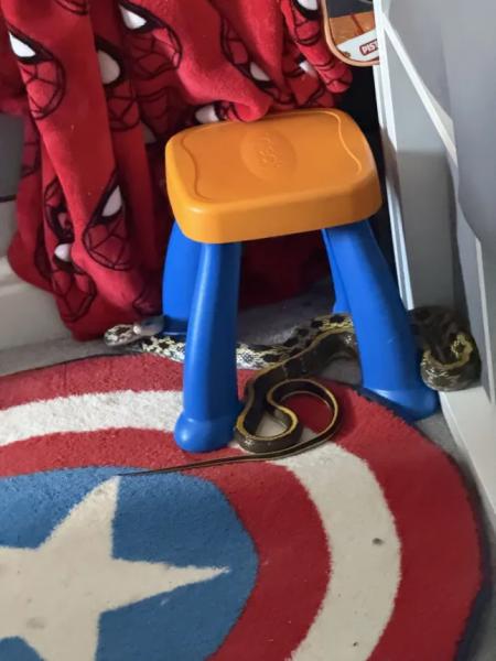 Snake in the children's bedroom