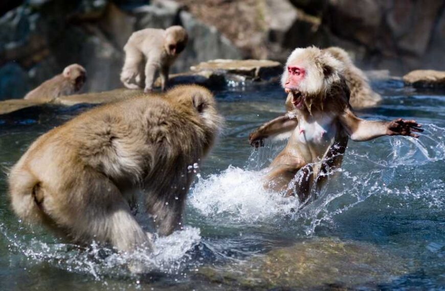 The study found that “alpha male” primates are rare, and females are about equally likely to dominate the opposite sex.