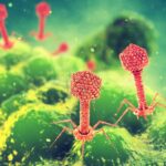 'This Is Not a New War': How the Battle Between Viruses and Bacteria Could Help Us Defeat Superbugs