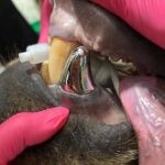 New Metal Bear Tooth Is World's Largest Crown
