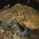 Why is the blue-ringed octopus so dangerous?