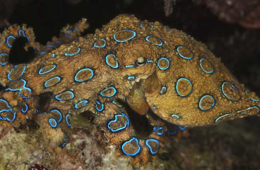 Why is the blue-ringed octopus so dangerous?