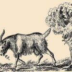 Only people with a high IQ can spot the owner of a goat hiding in plain sight.