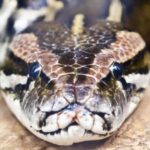 Scientists have discovered that Burmese pythons have previously unseen cells that help them digest entire skeletons.