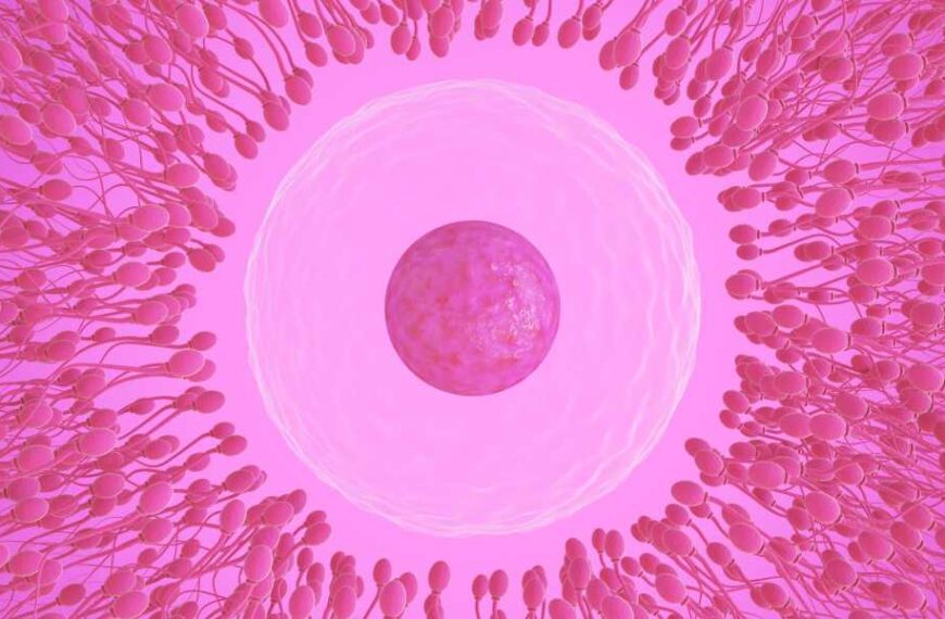 Sperm selection is 'entirely dependent on the egg' – so why does the 'sperm race' myth persist?