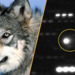 Science News This Week: Wolves Help Restore Trees in Yellowstone and Largest Interstellar Object Ever Spotted