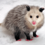 Virginia opossums: American marsupials that have changed little since the time of the dinosaurs.