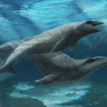 Ancient predatory whale with big eyes and razor-sharp teeth was 'deceptively cute'