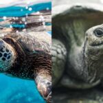 What is the difference between a turtle and a tortoise?