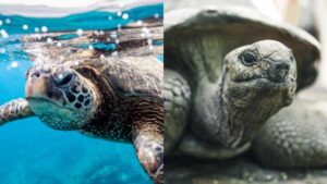 What is the difference between a turtle and a tortoise?