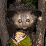 Aye-aye: Strange nocturnal lemurs with long, creepy toes