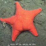 'Big starfish,' 'little sweet potato' and dozens of previously unseen species recorded during deep-sea expedition off Argentina