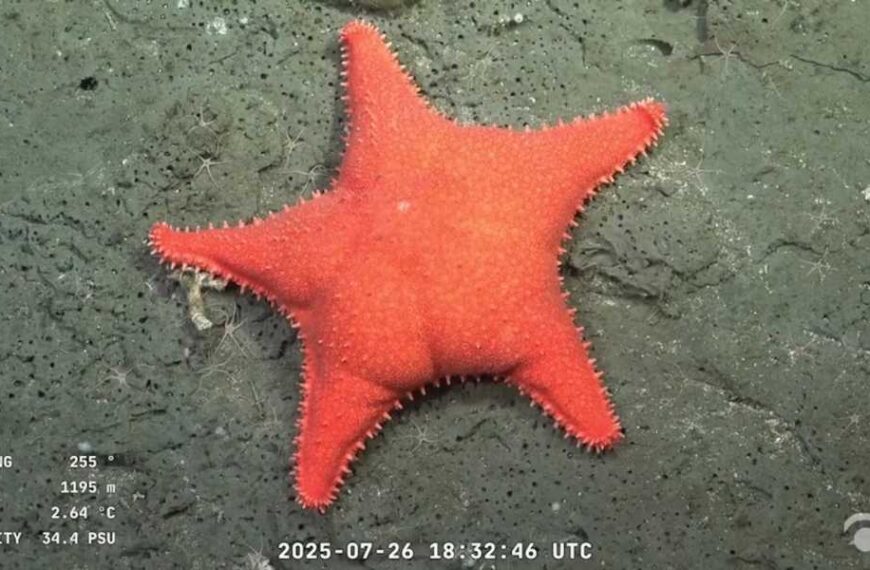 'Big starfish,' 'little sweet potato' and dozens of previously unseen species recorded during deep-sea expedition off Argentina