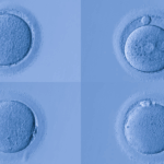 Research shows human eggs have special protection against certain types of aging