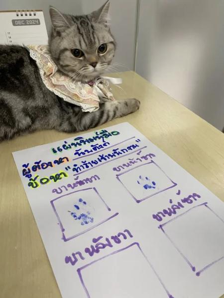 Noob Tan sat on the table with her written warning and paw prints underneath her.
