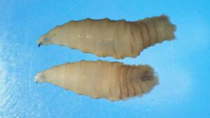 The first New World case of the parasitic blowfly infestation in decades…