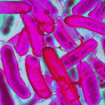 Caffeine May Help Bacteria Resist Antibiotics, Study Shows