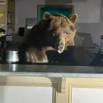 The bear was found sampling ice cream behind the counter of a…