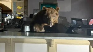 The bear was found sampling ice cream behind the counter of a…
