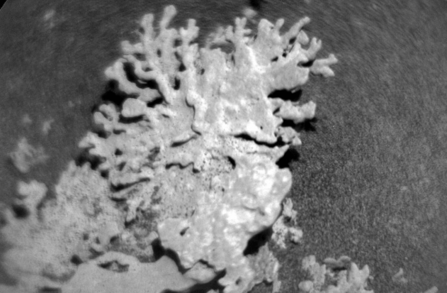NASA Discovers Billion-Year-Old 'Coral' on Mars