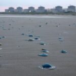 Nuclear power plant forced to shut down due to jellyfish infestation