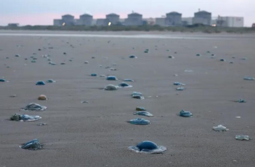 Nuclear power plant forced to shut down due to jellyfish infestation