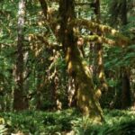 One of the tallest trees in the world, a centuries-old Doerner fir,…