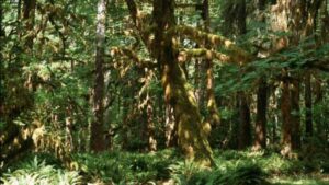 One of the tallest trees in the world, a centuries-old Doerner fir,…