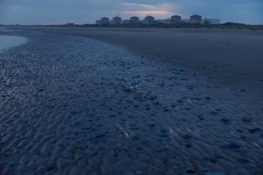 GRAVELINES, FRANCE - AUGUST 12: Jellyfish washed up on the beach in front of the Gravelines nuclear power plant operated by Electricite de France SA (EDF) on August 12, 2025. EDF was reportedly forced to shut down the nuclear power plant in Gravelines, France, after a swarm of jellyfish invaded the water intake system that cools the reactors. (Photo: Dan Kitwood/Getty Images)
