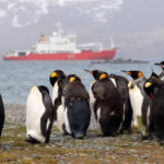 Scientists Sequence Genome of Bird Flu Discovered in Antarctica