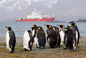 Scientists Sequence Genome of Bird Flu Discovered in Antarctica