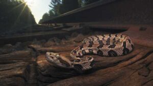 A tourist picked up a poisonous snake and died after the bite…