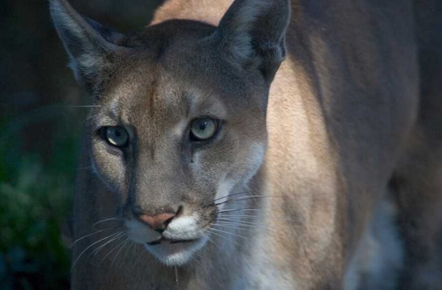 Texas cougar genes are saving Florida cougars from extinction—for now.