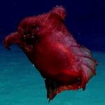 Headless Chicken Monster: A Deep-Sea Sea Cucumber With Sediment-Eating Tube Legs