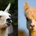 What is the difference between a llama and an alpaca?