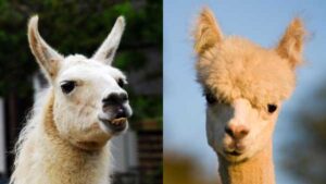 What is the difference between a llama and an alpaca?