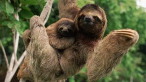 What is the slowest animal in the world?