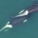 Watch as a pod of killer whales pretend to drown one of their own during a terrifying training session